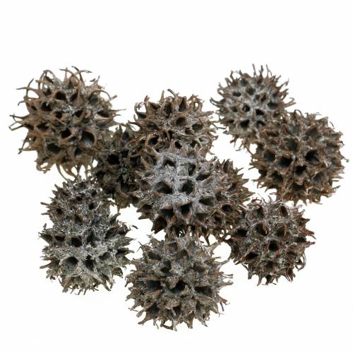 Floristik24 Sweetgum kegels natuur gewassen wit 250g