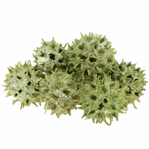 Floristik24 Sweetgum kegels groen frosted 250g