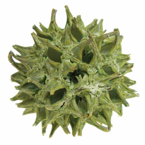 Artikel Sweetgum kegels groen mat 250g
