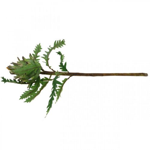 Artikel Artisjok Artisjok Groen Deco Herfst Ø7.5cm H43cm