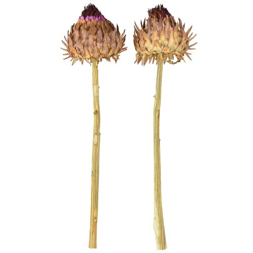 Artikel Artisjokbloesem gedroogde artisjok Cynara Ø9cm 16 stuks