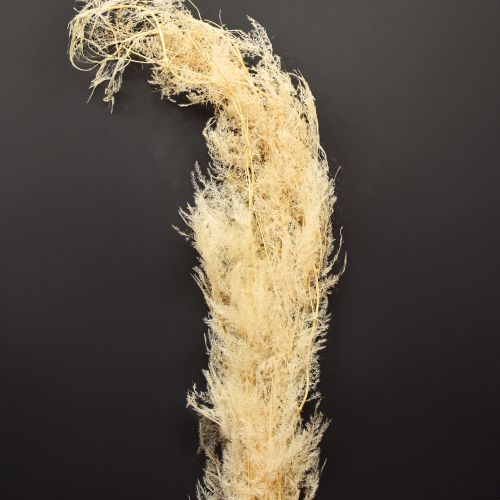 Asperge gedroogd gras sierasperge abrikoos 90cm 5 stuks