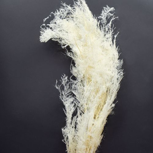 Asperge Gedroogde Grassen Sierasperge Crème 90cm 5 stuks
