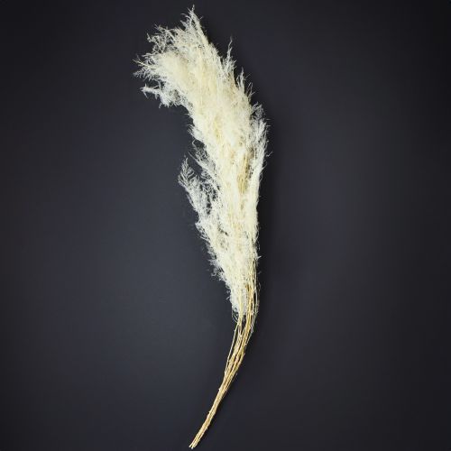 Artikel Asperge Gedroogde Grassen Sierasperge Crème 90cm 5 stuks