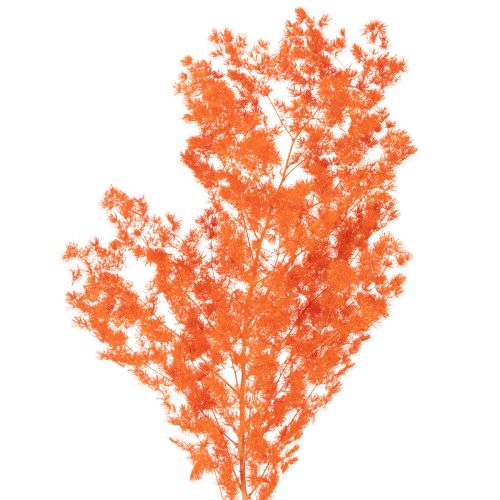 Gedroogde aspergebloemen, tak, sierasperge, geverfd, 65 cm, 80 g