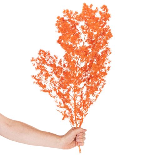 Gedroogde aspergebloemen, tak, sierasperge, geverfd, 65 cm, 80 g | Floristik24.nl