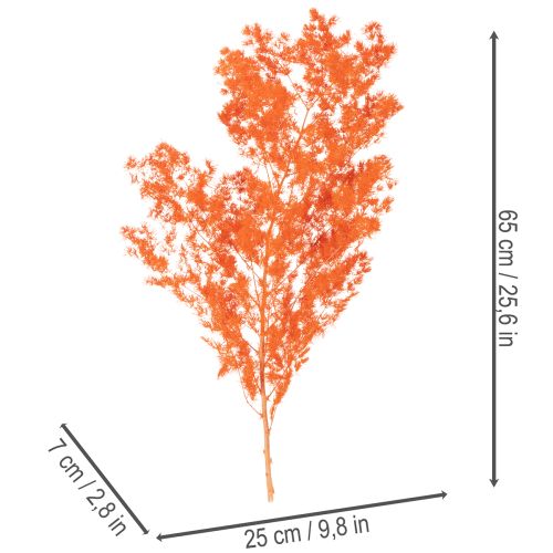 Gedroogde aspergebloemen, tak, sierasperge, geverfd, 65 cm, 80 g | Floristik24.nl