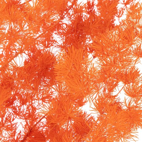 Gedroogde aspergebloemen, tak, sierasperge, geverfd, 65 cm, 80 g | Floristik24.nl