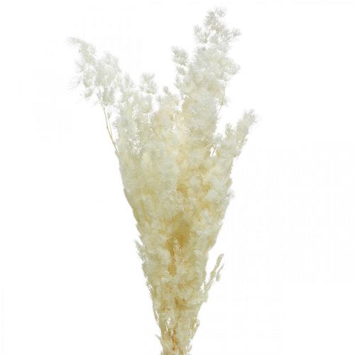 Asperges droogdecoratie wit gedroogd siergras 80g