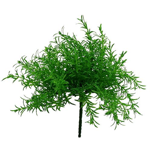 Floristik24 Asperge struik groen 25cm