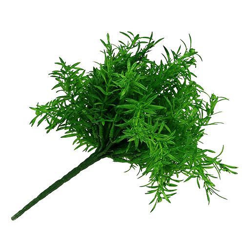 Floristik24 Asperge struik groen 25cm