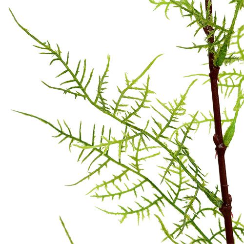 Floristik24 Aspergetak 75cm groen 3st