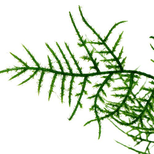 Floristik24 Aspergetak 50cm groen 5st