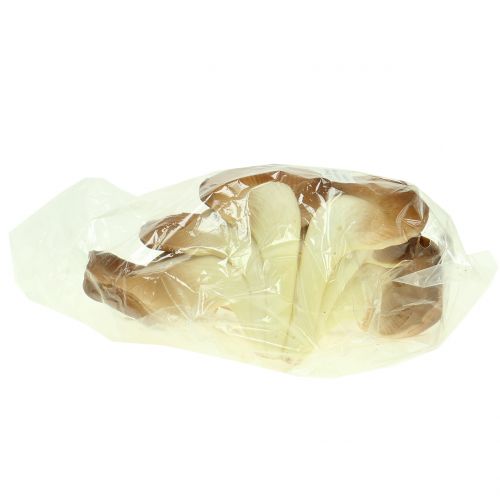 Floristik24 Oesterzwam decoratieve paddestoel bruin 12cm x 19cm