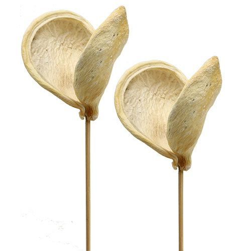 Floristik24 Badam op stok gebleekt 6cm - 12cm L55cm 23 st