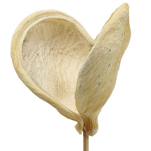 Floristik24 Badam op stok gebleekt 6cm - 12cm L55cm 23 st