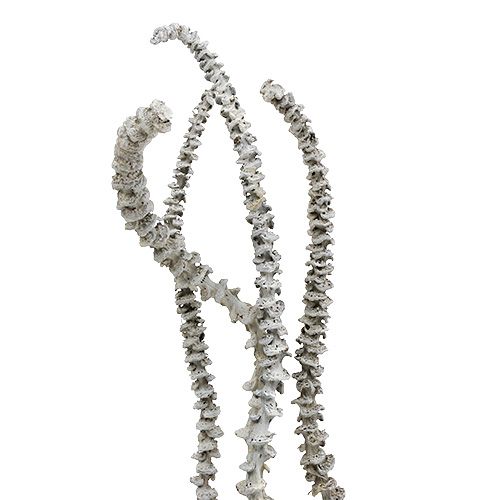 Artikel Bananenstengel White washed 20 st