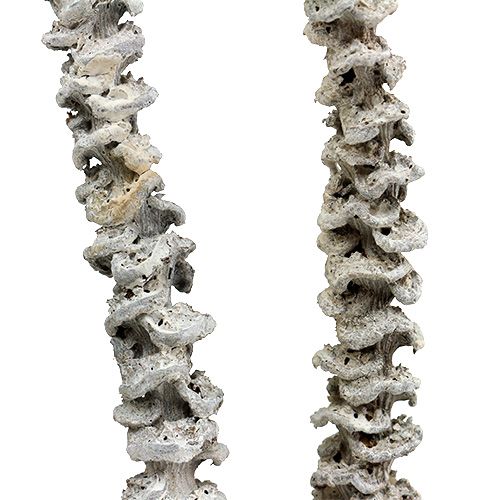 Artikel Bananenstengel White washed 20 st