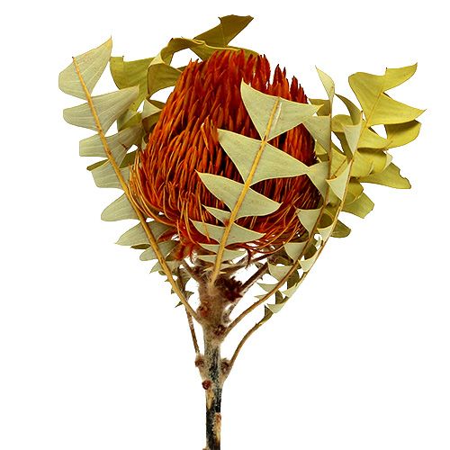 Floristik24 Banksia Baxterii Oranje 8st