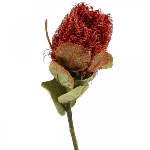 Banksia Baxteri Banksie exotische gedroogde bloemen rood, verpakking van 10