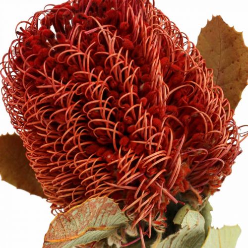 Floristik24 Banksia Baxteri Banksie exotische gedroogde bloemen rood, verpakking van 10