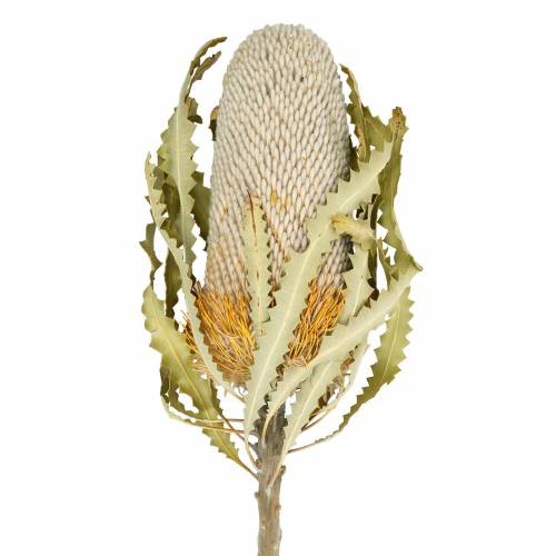 Floristik24 Banksia Hookerana naturel 7st