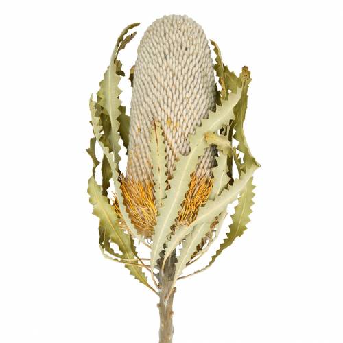 Floristik24 Banksia Hookerana naturel 7 st