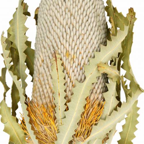 Floristik24 Banksia Hookerana naturel 7 st