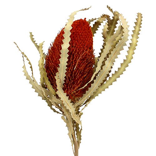 Floristik24 Banksia Hookerana Oranje 7st