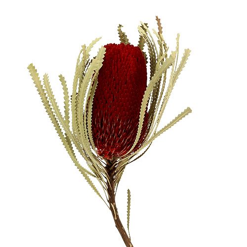 Floristik24 Banksia Hookerana rood 7st