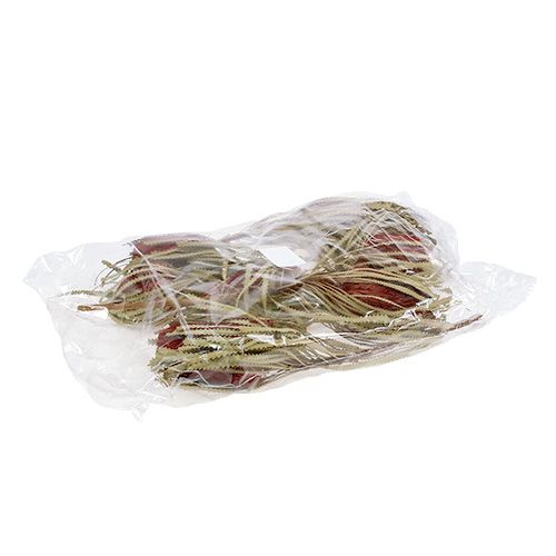 Floristik24 Banksia Hookerana rood 7 st