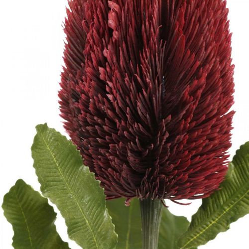 Artikel Kunstbloem Banksia Rood Bordeaux Kunst Exoten 64cm