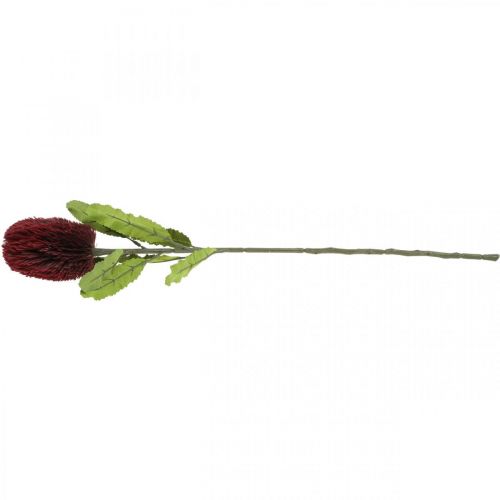 Artikel Kunstbloem Banksia Rood Bordeaux Kunst Exoten 64cm