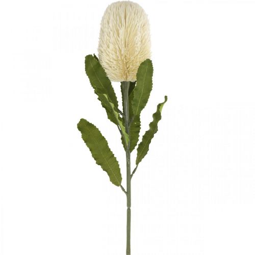 Floristik24 Kunstbloem Banksia Wit Crème Kunstmatige Exoten 64cm