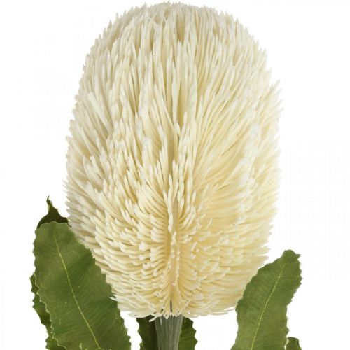 Artikel Kunstbloem Banksia Wit Crème Kunstmatige Exoten 64cm