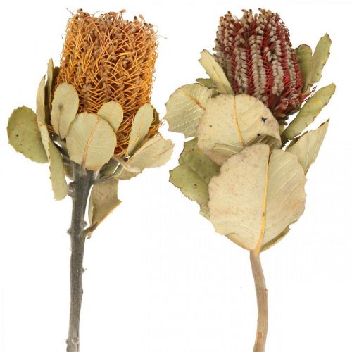 Floristik24 Banksia coccinea gedroogde bloemen natuur 10st