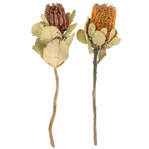 Floristik24 Banksia coccinea droogbloemen naturel 10 st