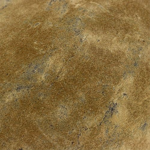 Floristik24 Baobab fruit naturel 15cm - 20cm