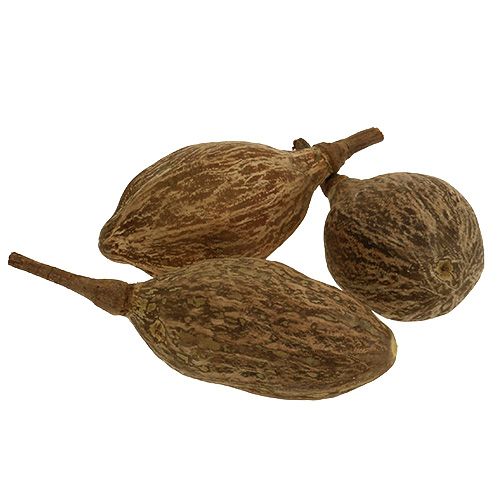 Floristik24.nl Baobab fruit geschild 15cm - 20cm naturel 5st - goedkoop online