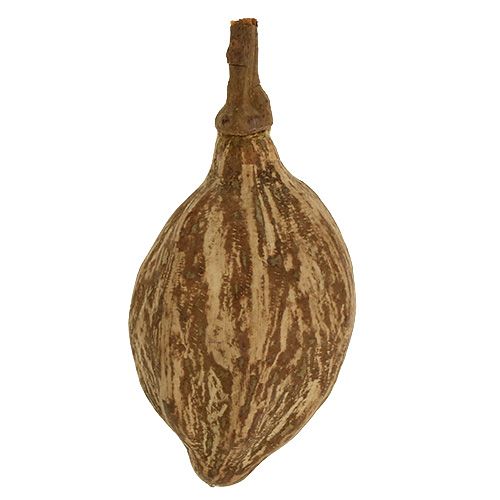 Floristik24 Baobab fruit geschild 15cm - 20cm naturel 5st