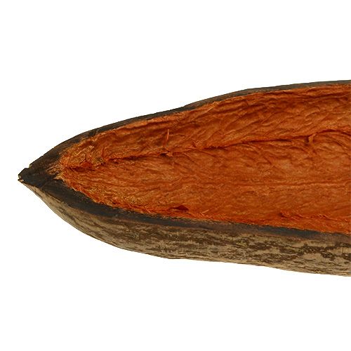 Floristik24 Baobab schaal naturel 30cm - 38cm geschild