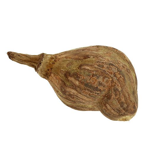 Floristik24 Baobab mini geschild naturel 8cm - 12cm 250g