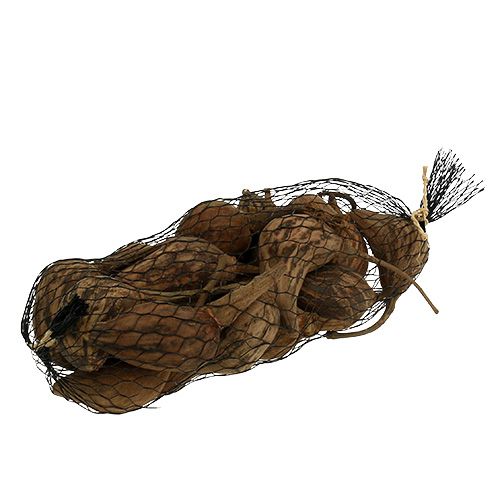 Floristik24 Baobab mini geschild naturel 8cm - 12cm 250g