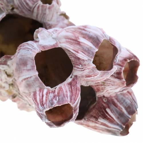Floristik24 Decoratieve schelpenzeepokken naturel 12-16cm 3 st