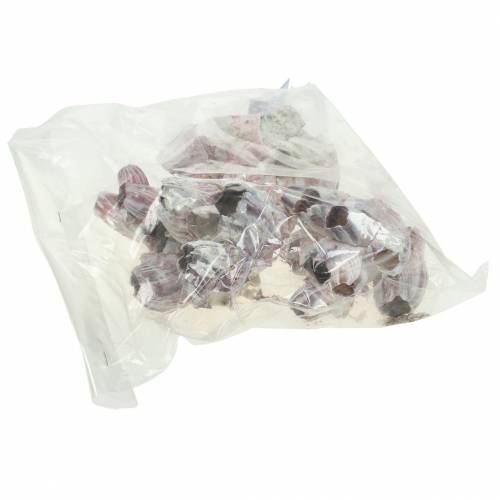 Floristik24 Decoratieve schelpenzeepokken naturel 12-16cm 3 st