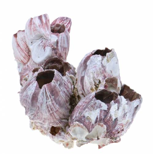 Floristik24 Decoratieve schelpenzeepokken naturel 12-16cm 3 st