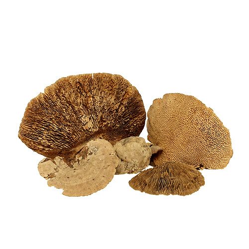 Boomspons naturel 2kg