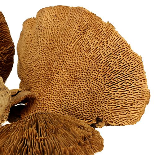 Floristik24 Boomspons naturel 2kg