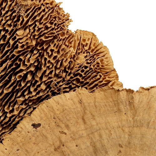 Floristik24 Boomspons natuur 500g