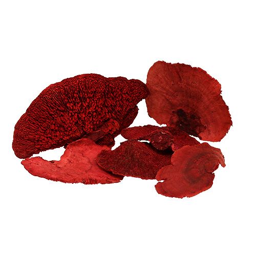 Floristik24 Boomspons rood 1kg